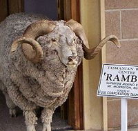 Tasmanian Wool Centre - Accommodation Port Hedland