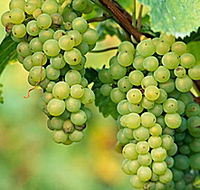TP Vineyards - Accommodation Port Hedland