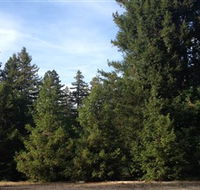 Pialligo Redwood Forest - Accommodation Port Hedland