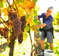 Native Point Wines - Accommodation Port Hedland