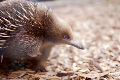 Bonorong Wildlife Sanctuary - Accommodation Port Hedland 5