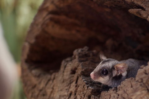 Bonorong Wildlife Sanctuary - Accommodation Port Hedland 6