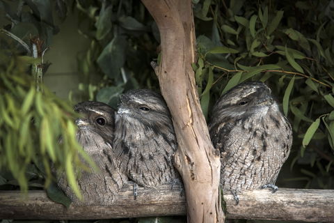 Bonorong Wildlife Sanctuary - Accommodation Port Hedland 8