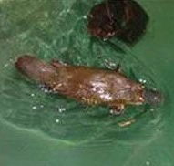 Platypus House - Accommodation Port Hedland