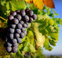 Panorama Vineyard - Accommodation Port Hedland
