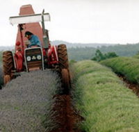 Bridestowe Lavender Farm - Accommodation Port Hedland