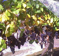 Palmara Vineyard - Accommodation Port Hedland