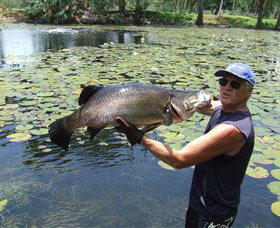 Barra Feeding - Accommodation Port Hedland 0