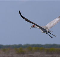Gayngaru Wetlands Interpretive Walk - Accommodation Port Hedland