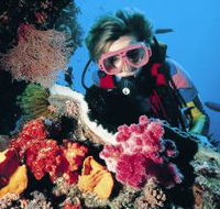Cook Island Dive Site - Accommodation Port Hedland