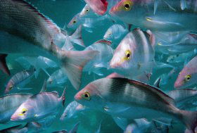 Palm Beach Reef Dive Site - Accommodation Port Hedland 0