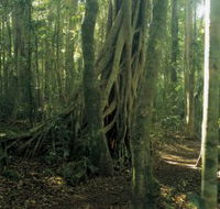 Lamington National Park Binna Burra Section - Accommodation Port Hedland