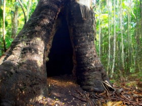 Tewantin National Park - Accommodation Port Hedland 0