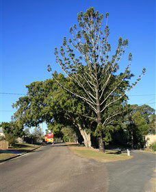 Anzac Avenue Memorial Trees, Beerburrum - Accommodation Port Hedland 0