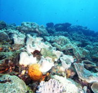 Mudjimba Old Woman Island Dive Site - Accommodation Port Hedland