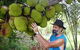 Cape Trib Exotic Fruit Farm - thumb 0