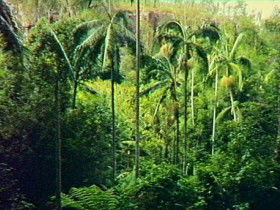 Fern Tree Pool And Giant's Chair Circuit - Accommodation Port Hedland 0