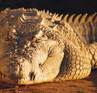 Koorana Crocodile Farm - Accommodation Port Hedland