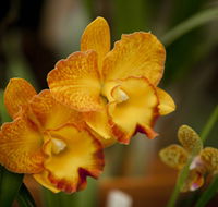 Queens Park - Orchid House - Accommodation Port Hedland