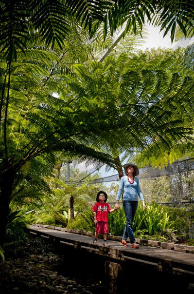 Brisbane Botanic Gardens Mount Coot-tha - Accommodation Port Hedland 8