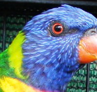 Fraser Coast Wildlife Sanctuary - Accommodation Port Hedland