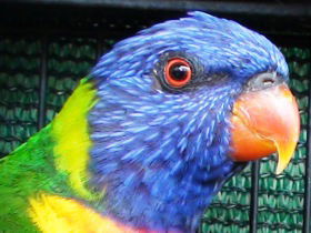 Fraser Coast Wildlife Sanctuary - Accommodation Port Hedland 0