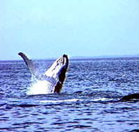 Whale Watching - Accommodation Port Hedland