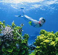 Wheeler Reef Dive Site - Accommodation Port Hedland