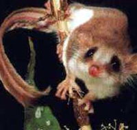 Carrowong Fauna Sanctuary - Accommodation Port Hedland