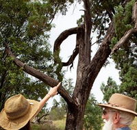 Charleville - Outback Native Timber Walk - Accommodation Port Hedland