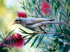 Windorah Nature Drive - Accommodation Port Hedland 0