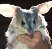 Charleville - Bilby Experience - Accommodation Port Hedland