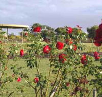 Elizabeth Park Rose Gardens - Accommodation Port Hedland