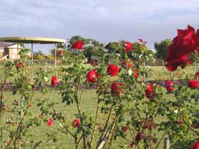 Elizabeth Park Rose Gardens - Accommodation Port Hedland 0
