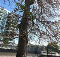The Leichhardt Tree - Accommodation Port Hedland