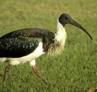Toowoomba Bicentennial Waterbird Habitat - Accommodation Port Hedland