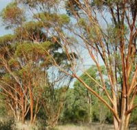 Myall Park Botanic Garden - Accommodation Port Hedland