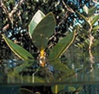 Jawbone Marine Sanctuary - Accommodation Port Hedland