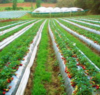Kookaberry Strawberry Farm - Accommodation Port Hedland