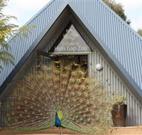 Halls Gap Zoo - Accommodation Port Hedland
