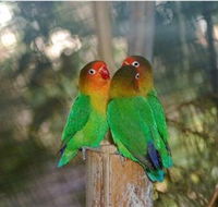 Ballarat Bird World - Accommodation Port Hedland