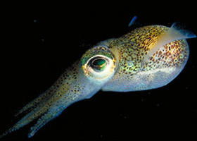 Corner Inlet Marine National Park - Accommodation Port Hedland 0