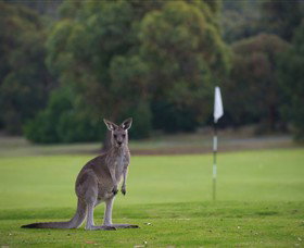 Anglesea Golf Club - Accommodation Port Hedland 0