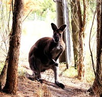 Great Ocean Road Wildlife Park - Accommodation Port Hedland