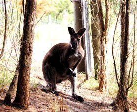 Great Ocean Road Wildlife Park - Accommodation Port Hedland 0