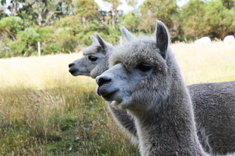 Great Ocean Road Wildlife Park - Accommodation Port Hedland 1
