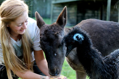 Great Ocean Road Wildlife Park - Accommodation Port Hedland 2
