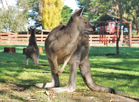 Great Ocean Road Wildlife Park - Accommodation Port Hedland 4