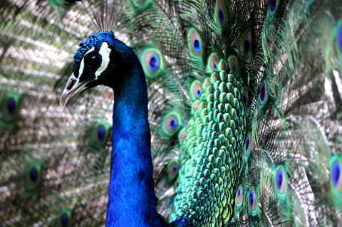 Great Ocean Road Wildlife Park - Accommodation Port Hedland 5