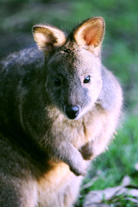 Great Ocean Road Wildlife Park - Accommodation Port Hedland 6